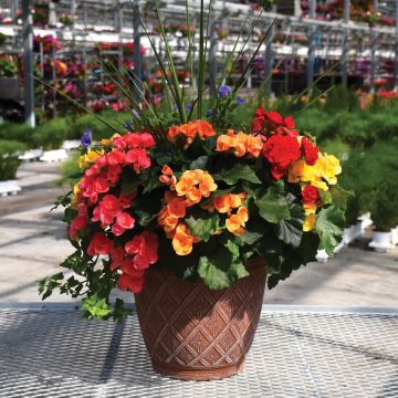 Begonia, Rieger Mix with Spike 16" Patio Planter
