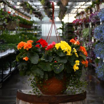 Begonia Rieger Mix with Wire Vine Hanging Basket