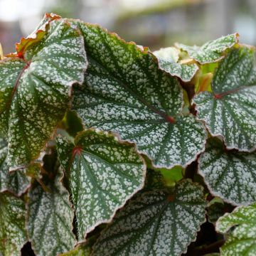 Begonia Rex 'Snow Capped'