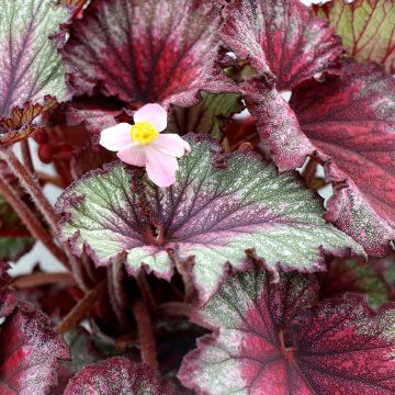 Begonia Rex, T-Rex® Stardust