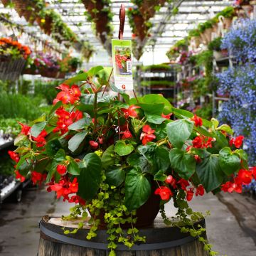 13” Hanging Basket