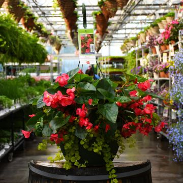 13” Hanging Basket Begonia Viking® Explorer Green Leaf 'Rose'