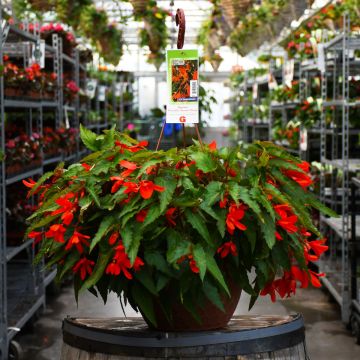 12.8" Hanging Basket Begonia Waterfall Orange