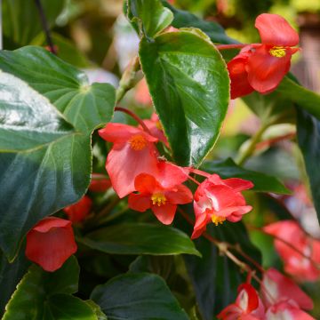 Begonia Wax, Dragon Wing® Green Leaf 'Red'