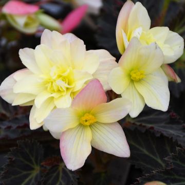 Begonia, I'CONIA® 'Lemon Berry'