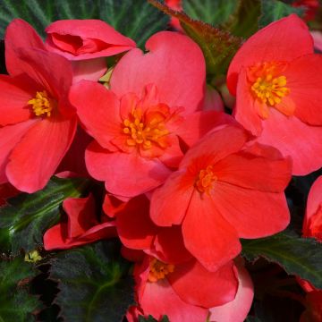 Begonia, I'CONIA® First Kiss 'Hot Pink'
