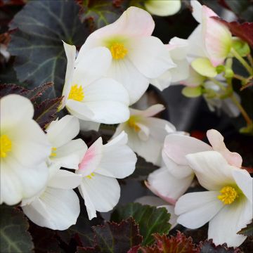 Begonia, I'CONIA® Upright 'White'