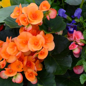 Begonia Rieger, Mix