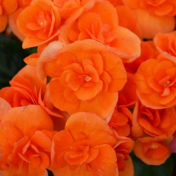 Begonia Rieger, 'Orange'