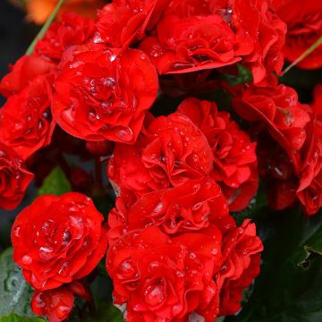 Begonia Rieger 'Red'
