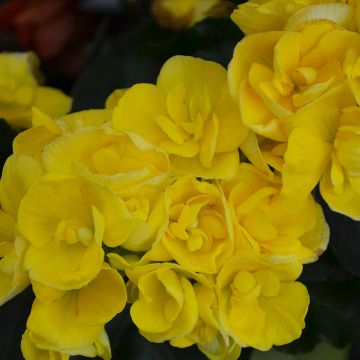 Begonia Rieger 'Yellow'