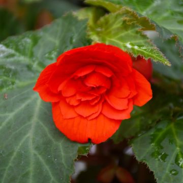 Begonia Tuberous, Nonstop® Joy 'Orange'