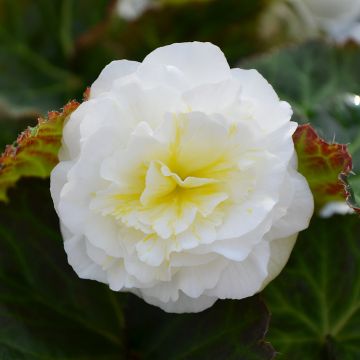 Begonia Tuberous, Nonstop® 'White'