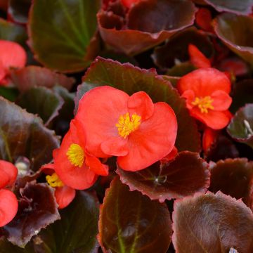 Begonia, Bronze Leaf 'Red'