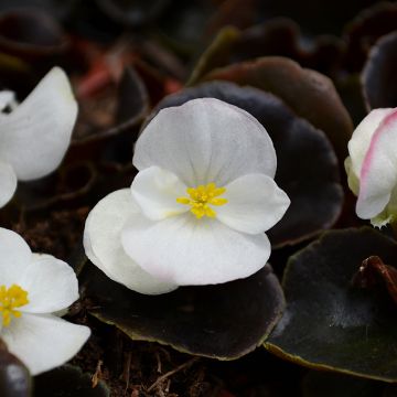 Begonia, Bronze Leaf 'White'