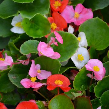 Begonia, Green Leaf Mix