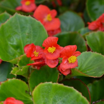 Begonia, Green Leaf 'Red'