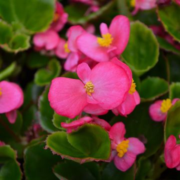 Begonia, Green Leaf 'Rose'