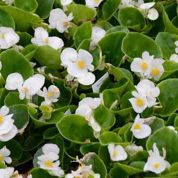 Begonia, Green Leaf 'White'