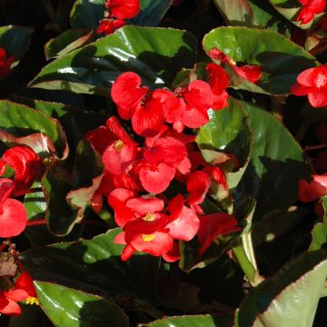 Begonia Wax, Big® Green Leaf 'Red'