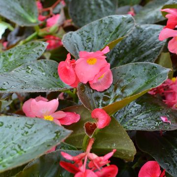 Begonia Wax, Big® Bronze Leaf 'Rose'