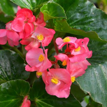 Begonia Wax, Big® Green Leaf 'Rose'