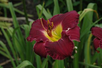 Hemerocallis, Purple Daylily 'Bela Lugosi'