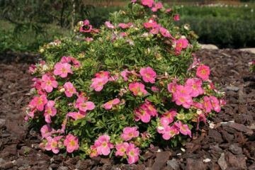 Potentilla, Shrubby Cinquefoil 'Bella Bellissima®'