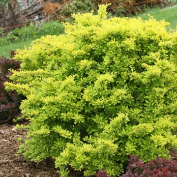 Berberis, Japanese Barberry 'Sunjoy® Citrus'