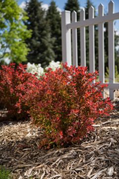 Berberis, Japanese Barberry 'First Editions® Toscana™'