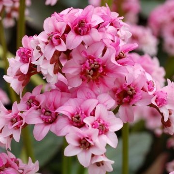 Bergenia, Pigsqueak 'Sakura'
