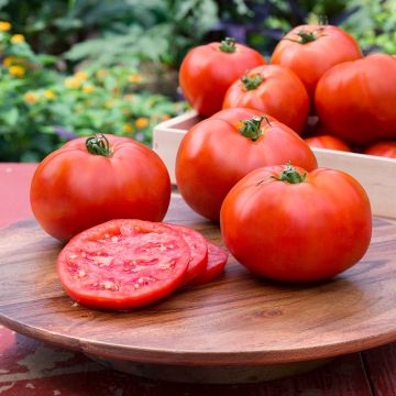 Solanum, Pole Tomato 'Better Boy'