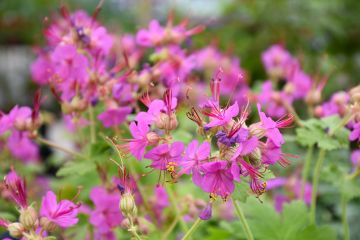 Geranium, Bigroot 'Bevans Variety'