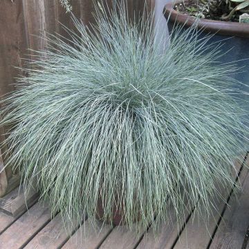 Festuca, Blue Fescue 'Beyond Blue™'