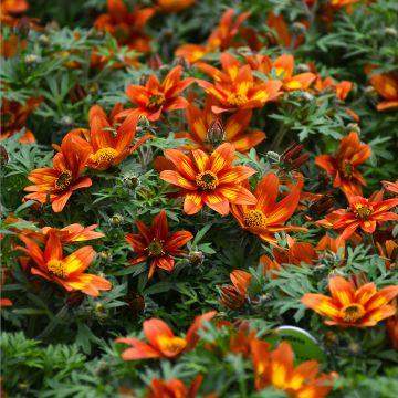 Bidens, 'Blazing Embers'