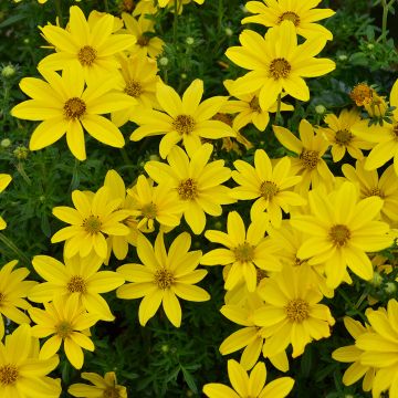 Bidens, 'Sunshine' (Double Yellow)