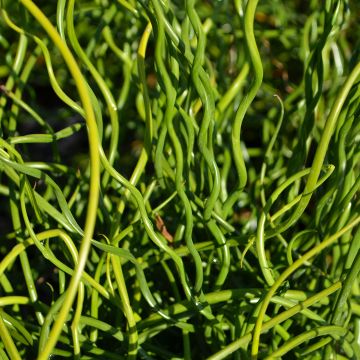 Grass, Juncus 'Big Twister'