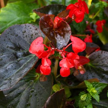 Begonia Wax, Big® Bronze Leaf 'Red'