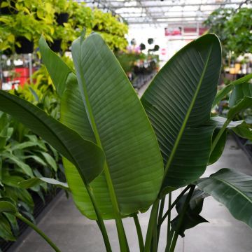 Strelitzia Nicolai 'White Bird of Paradise'
