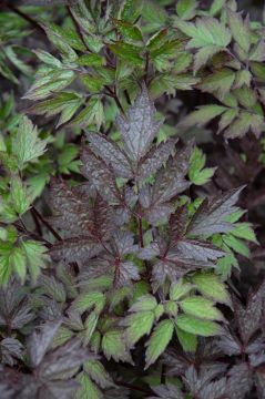 Cimicifuga, Snakeroot 'Black Negligee'