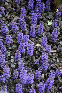 Ajuga, Bugleweed 'Black Scallop'