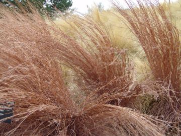 Schizachyrium, Little Bluestem 'Blaze'