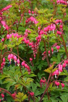 Dicentra, Old Fashioned Bleeding Heart