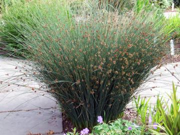 Juncus, Rush 'Blue Arrows'