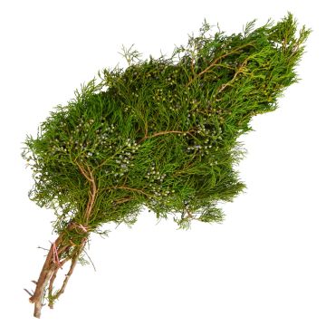 Cedar 'Blue Cedar with Berries'
