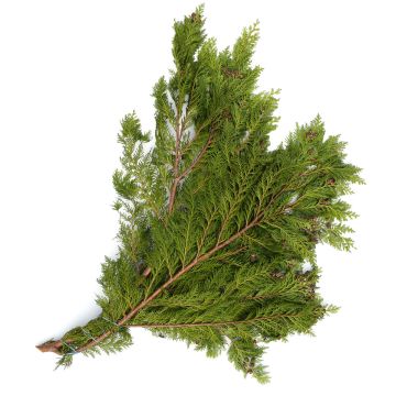 Cedar 'Blue Cedar with Cones'