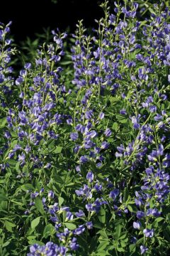 Baptisia, Blue False Indigo 'Minnesota Native'