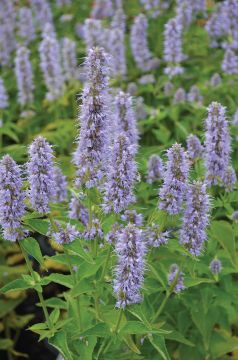 Agastache, Anise Hyssop 'Blue Fortune'