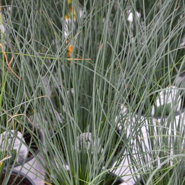 Grass, Juncus 'Blue Arrow'