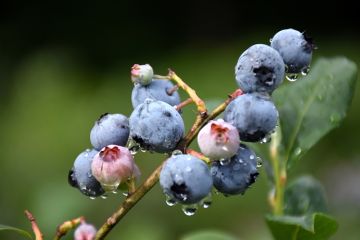 Vaccinium, Highbush Blueberry 'Blueray'